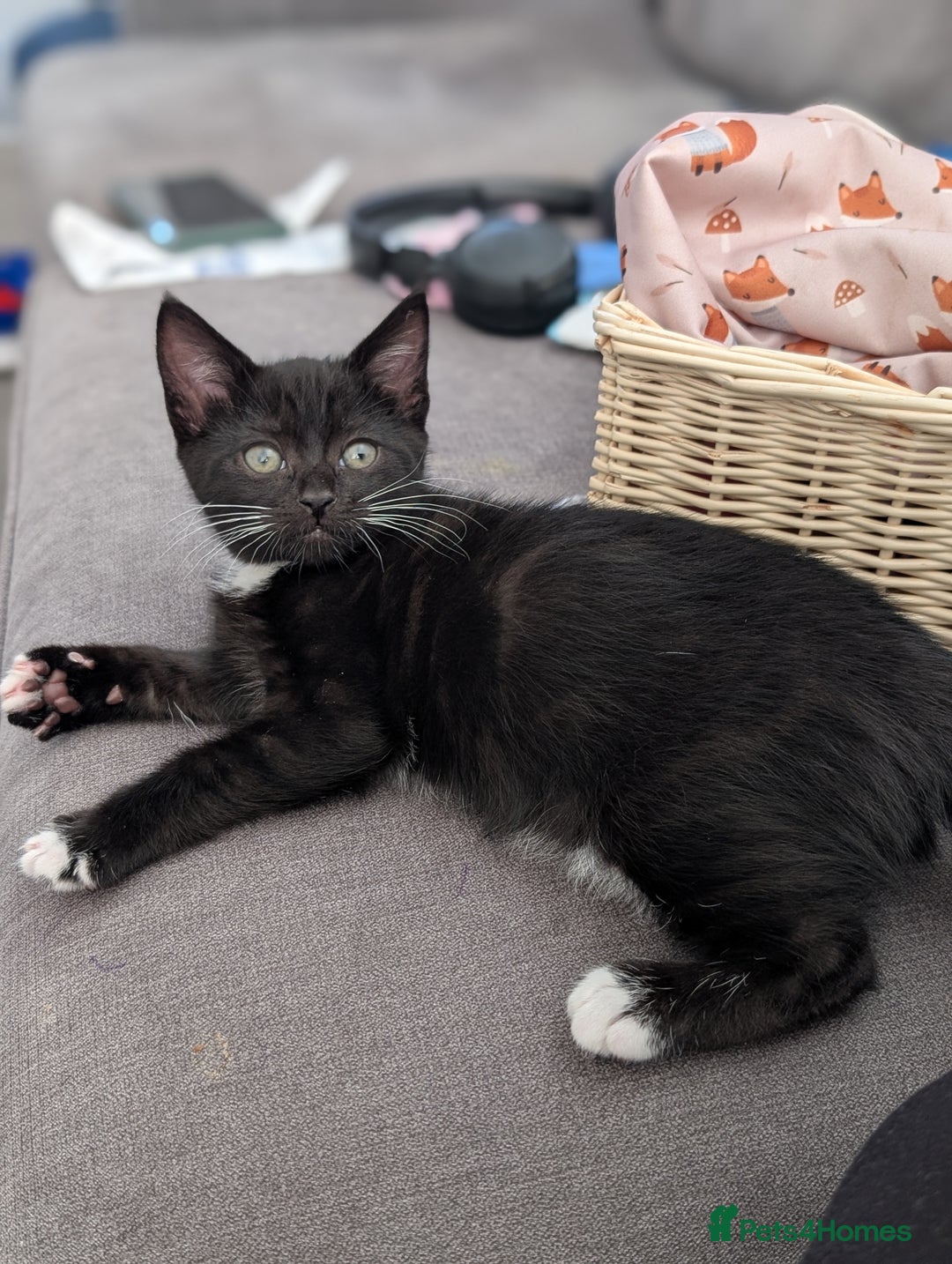 Domestic Shorthair cats for sale: Gorgeous black girl kitten - Image 2