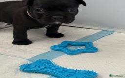French Bulldog dogs for sale: French bulldog puppies looking for loving homes  - Image 7