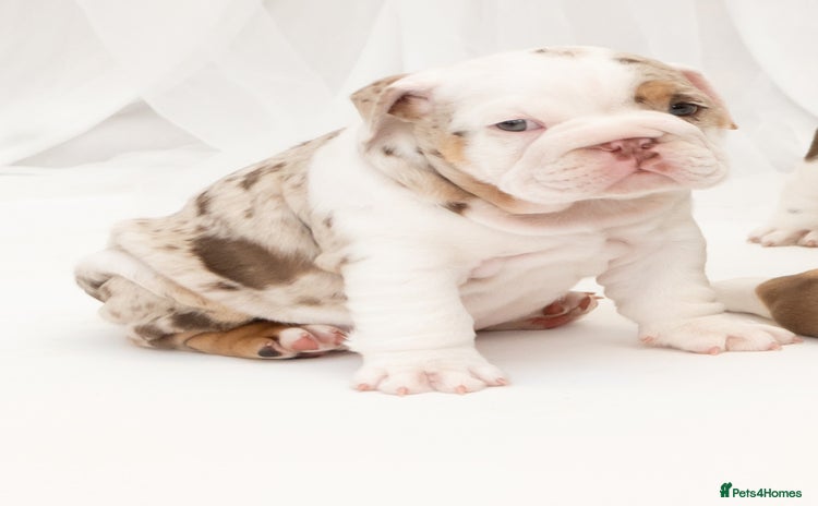 English Bulldog dogs - Advert 3