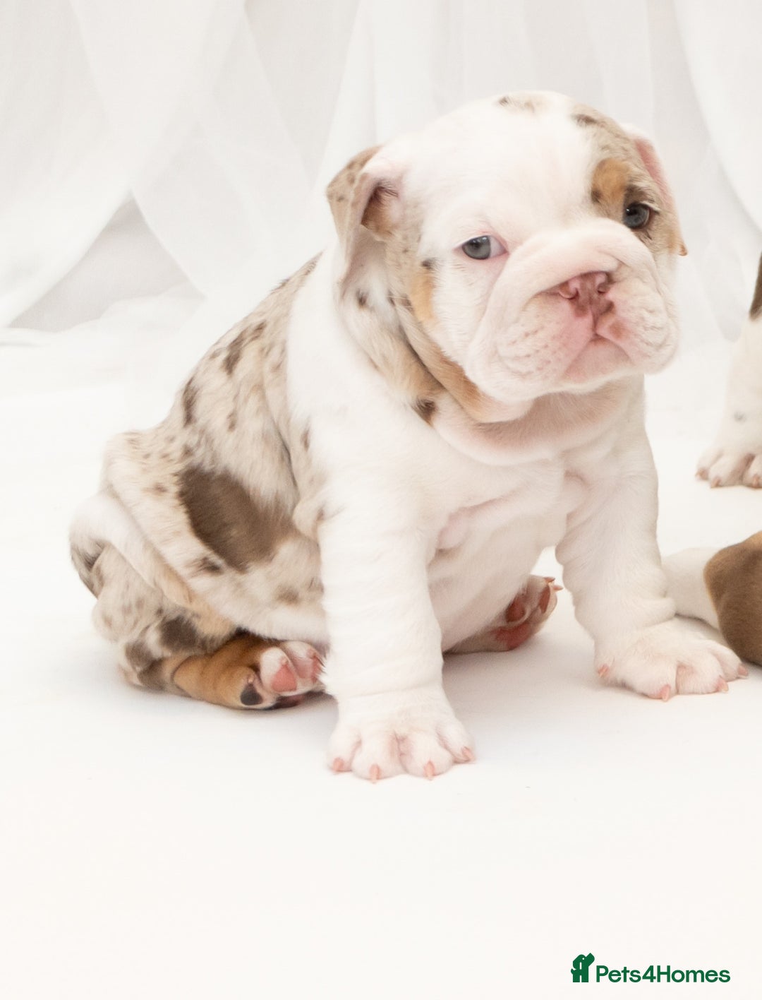 English Bulldog dogs for sale: Re advertised - I am no longer reserved - Image 2