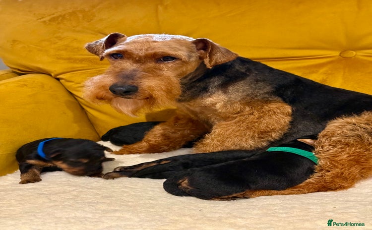 Welsh Terrier dogs - Advert 1