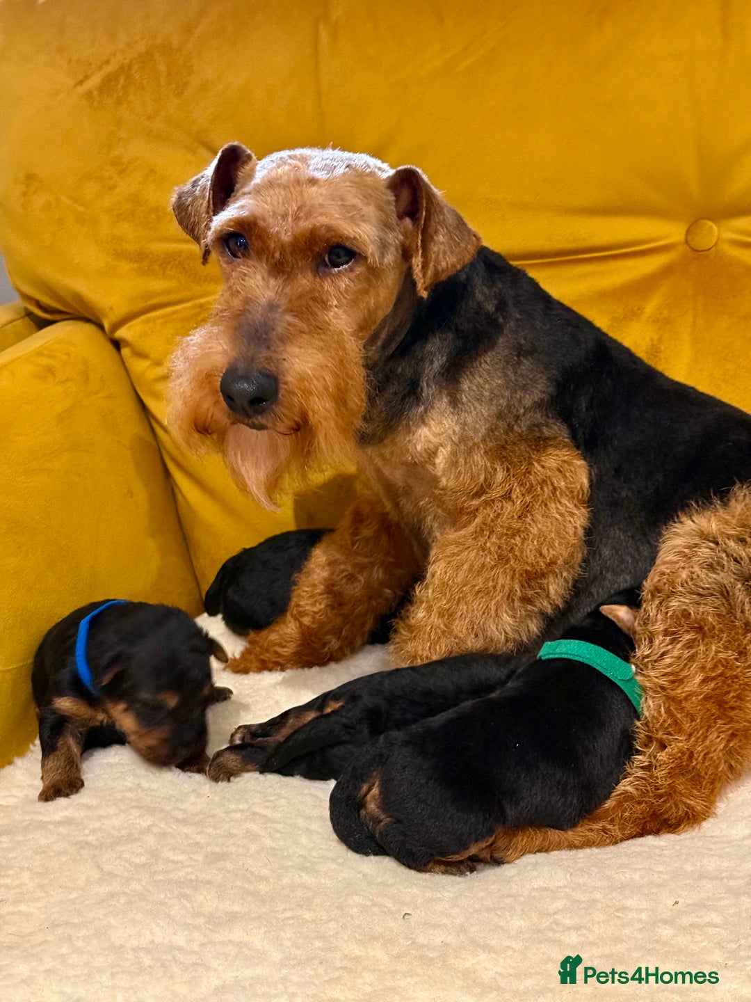 Welsh Terrier dogs for sale: Absolutely stunning top litter  - Image 1