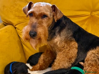 Welsh Terrier dogs - Advert 1