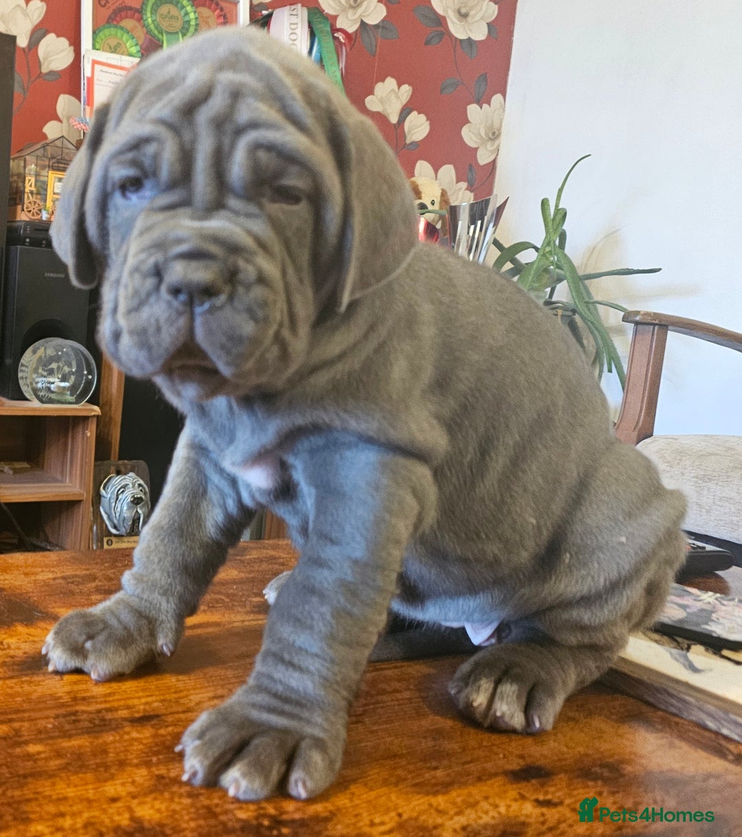 Neapolitan Mastiff dogs for sale: Makaevo Puppies - Advert 29