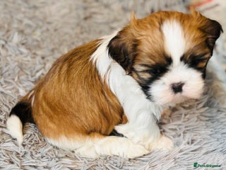 Shih Tzu dogs Kc reg adorable girls - Advert 2