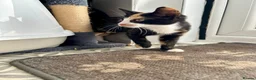 British Shorthair cats for sale: Tortoiseshell kitten - Advert 3