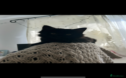 British Shorthair cats for sale: 4 kittens is looking for a loving home in Burton-on-Trent - Image 6
