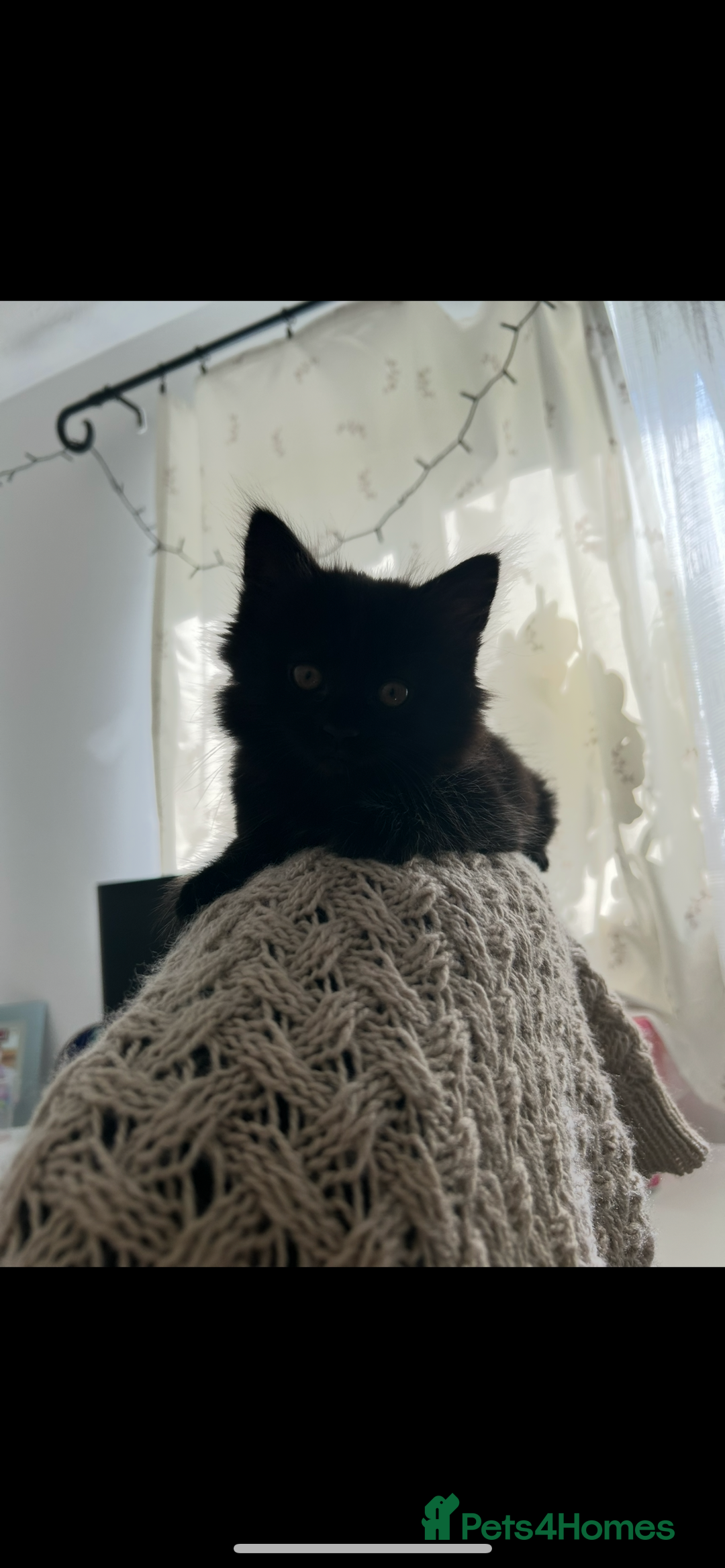 British Shorthair cats for sale: 4 kittens is looking for a loving home in Burton-on-Trent - Image 6