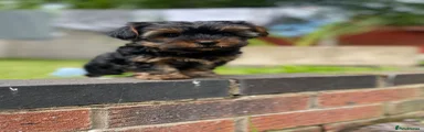 Yorkshire Terrier Puppy 1