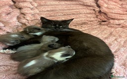 British Shorthair cats for sale: British shorthair x kittens - Image 7