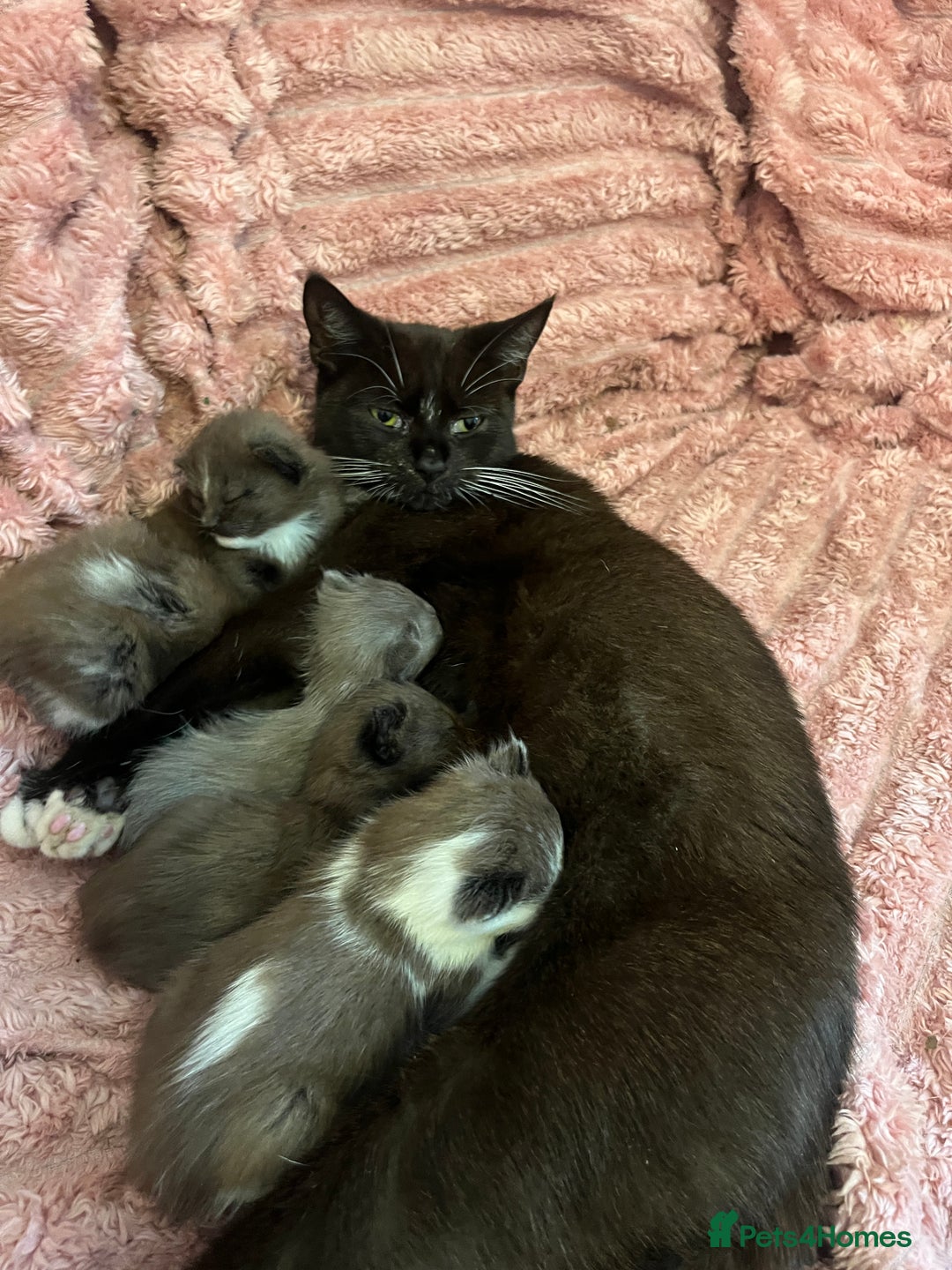 British Shorthair cats for sale: British shorthair x kittens - Image 7