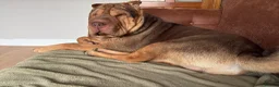 Shar Pei dogs for sale: Rolo our loving Shar Pei in Erith - Advert 10
