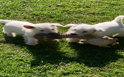 West Highland Terrier dogs for sale: Beautiful Westhighland White Terriers - Image 14