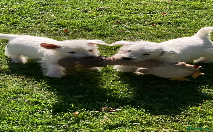 West Highland Terrier dogs - Advert 1