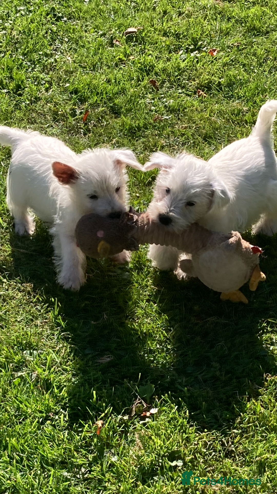 West Highland Terrier dogs for sale: Beautiful Westhighland White Terriers - Image 14