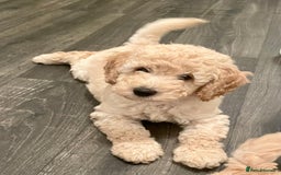 Miniature Poodle dogs for sale: LUXURY Litter of KC Registered Miniature Poodles - Image 14
