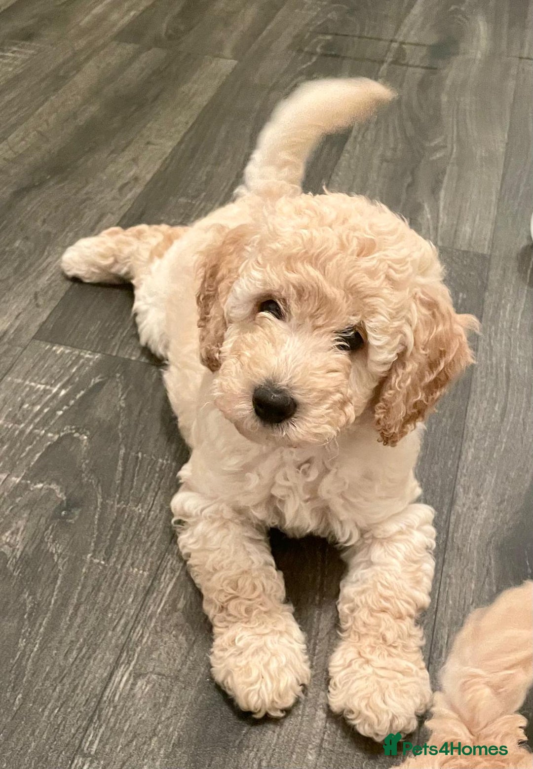 Miniature Poodle dogs for sale: LUXURY Litter of KC Registered Miniature Poodles - Image 14