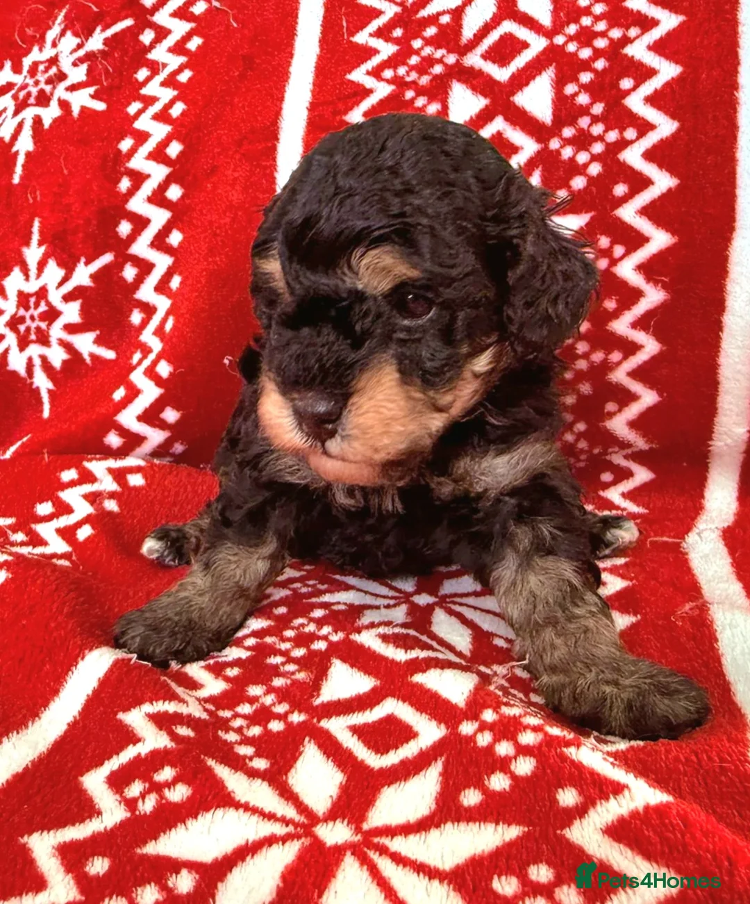 Toy Poodle dogs for sale: Beautiful Phantom Toy Poodle's!🧸😍 KC registered - Advert 8