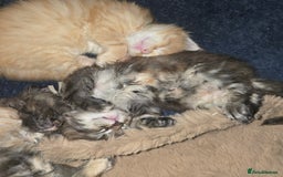 Maine Coon cats for sale: Maine Coon Kittens Tortie/Torbie Russian lines - Image 22