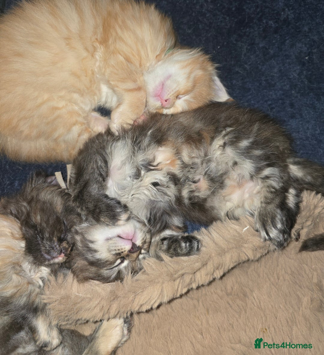 Maine Coon cats for sale: Maine Coon Kittens Tortie/Torbie Russian lines - Image 22
