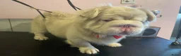 French Bulldog dogs for stud: Quality fluffy French Bulldog for stud  - Advert 1