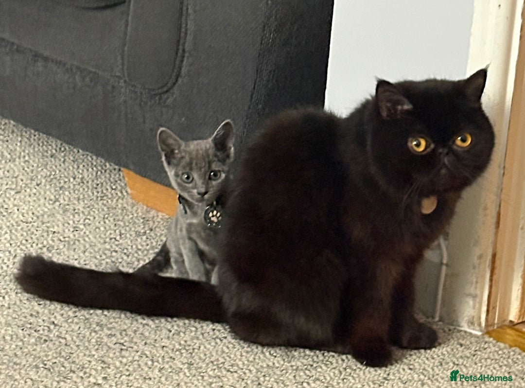 Mixed Breed cats for sale: Female Grey Kitten  - Image 5
