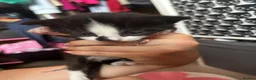 Mixed Breed cats for sale: Kittens for sale  - Advert 15