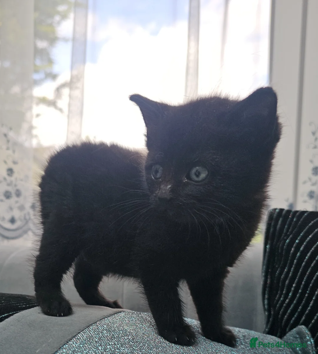 Persian cats for sale: Lovley half perian  - Advert 23
