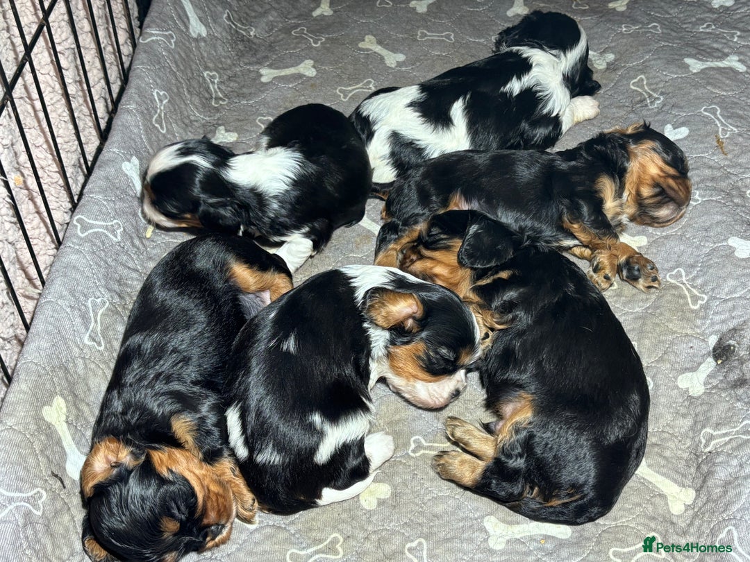 Cavalier King Charles Spaniel dogs for sale: Cavalier King Charles spaniel puppies  - Advert 8