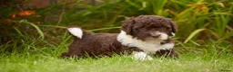 Spanish Water Dog dogs for sale: KC Spanish Water Dog Pups-Coastal Raised with ENS  - Advert 29