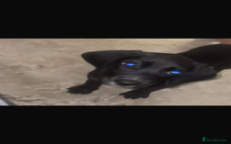 Bocker dogs for sale: Bocker - Image 4
