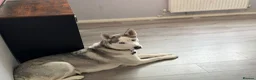 Siberian Husky dogs for sale: SKYE  in Manchester - Advert 3