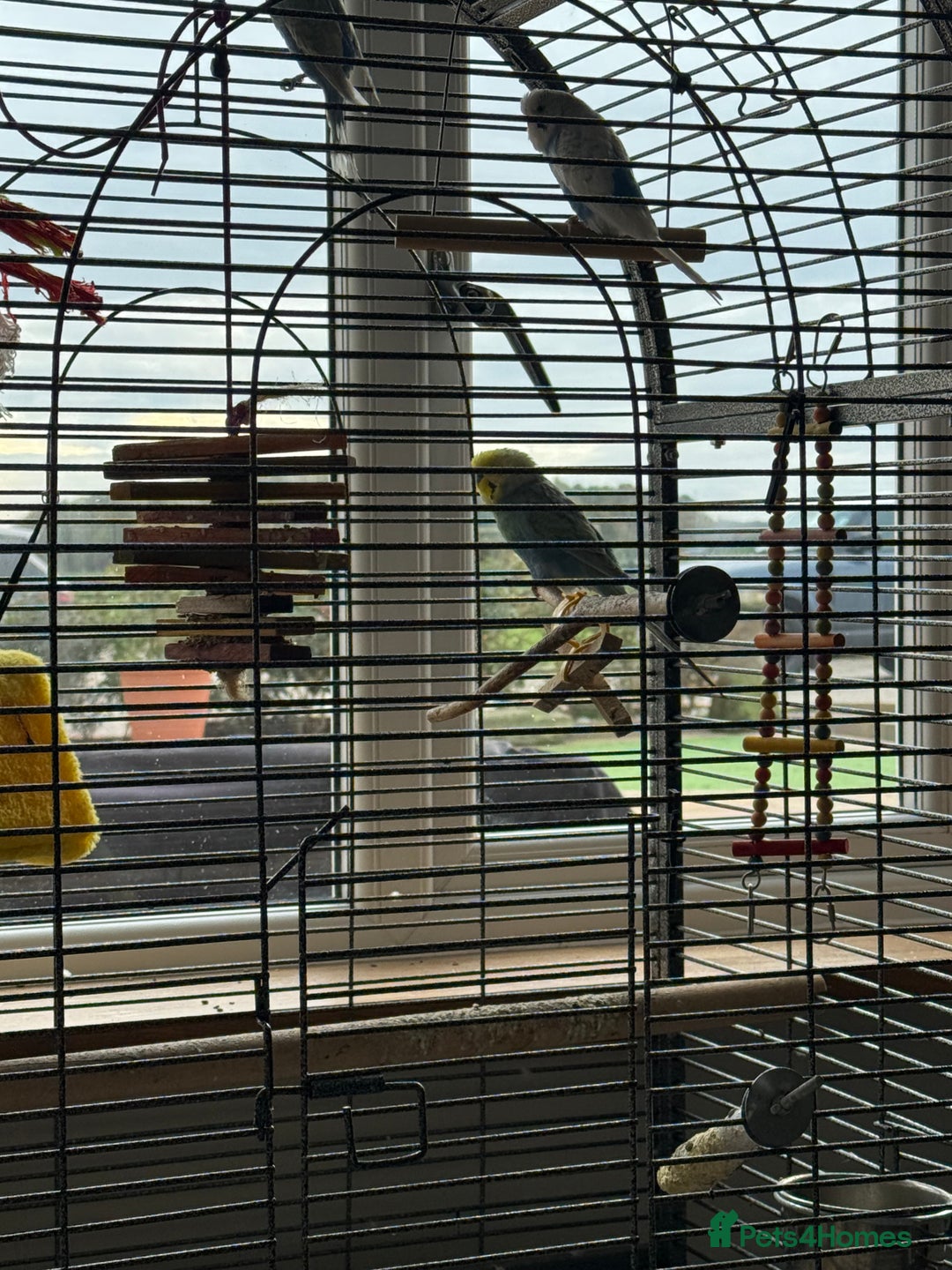 Budgerigars birds for sale: 3 budgies for good home/bird Aviary  - Advert 1