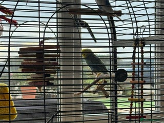 Budgerigars birds 3 budgies for good home/bird Aviary - Advert 9