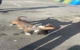 Alapaha Blue Blood Bulldog dogs for sale: Alapaha blue bulldog puppy  - Image 14