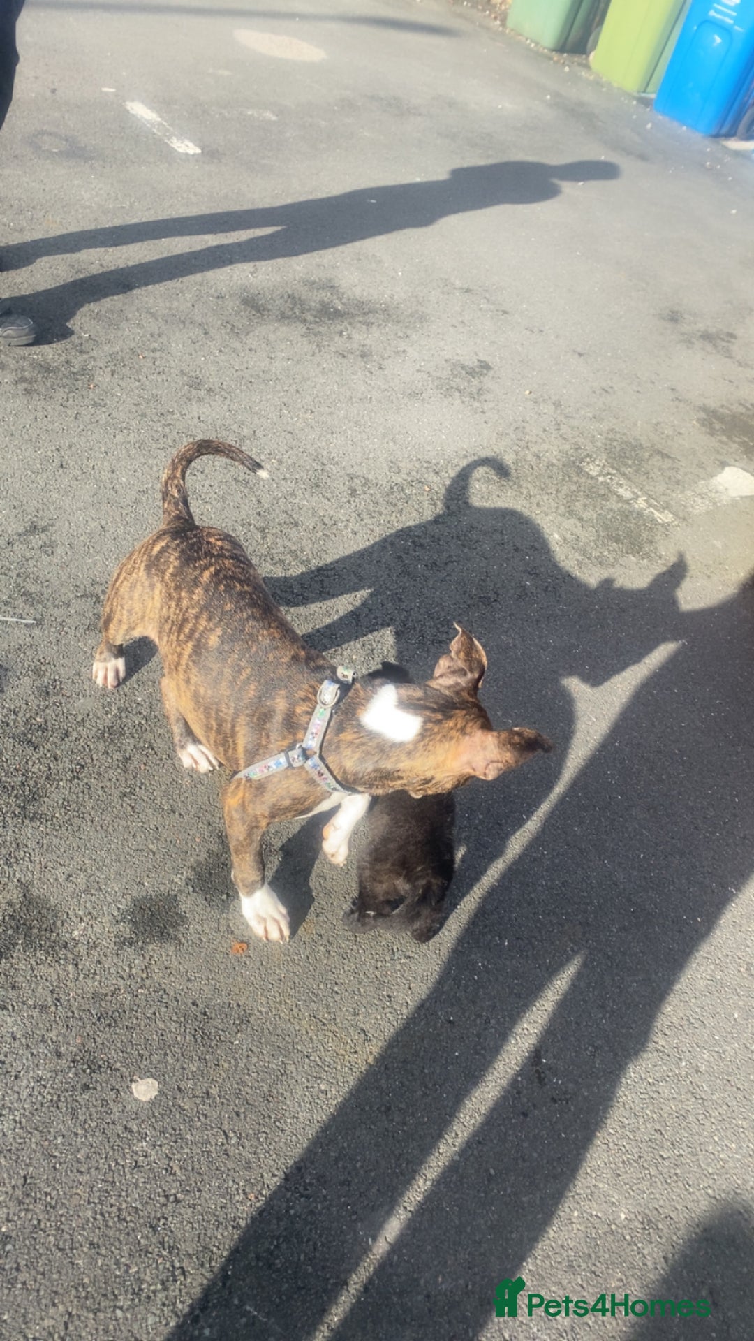 Alapaha Blue Blood Bulldog dogs for sale: Alapaha blue bulldog puppy  - Image 14