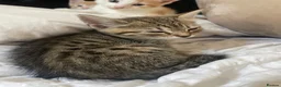 Mixed Breed cats for sale: 2 Female 1 Male in Towcester - Advert 3