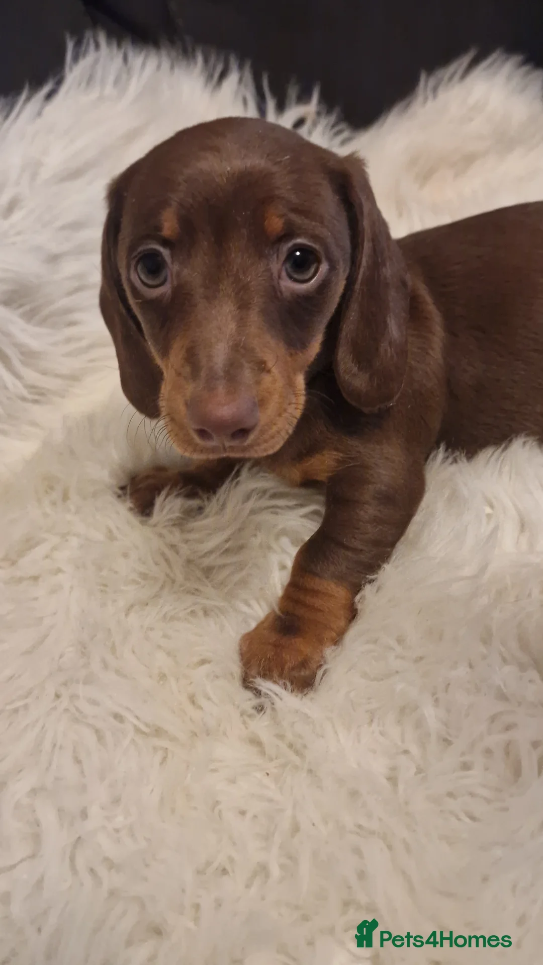 Miniature Dachshund dogs for sale: READY to GO FULL Vac Mini Dachshund smooth  - Advert 8