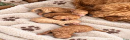 Toy Poodle dogs for sale: Amazing Toy poodles in Llandysul - Advert 5