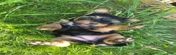 Yorkshire Terrier dogs for sale: Beautiful mini Yorkshire Terrier  - Advert 4