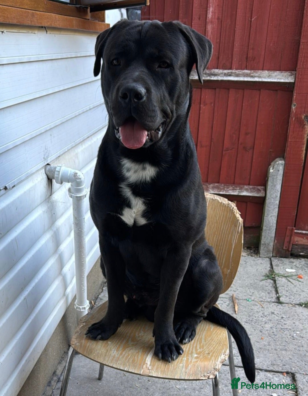 Cane Corso dogs for stud: Chiko - Advert 4