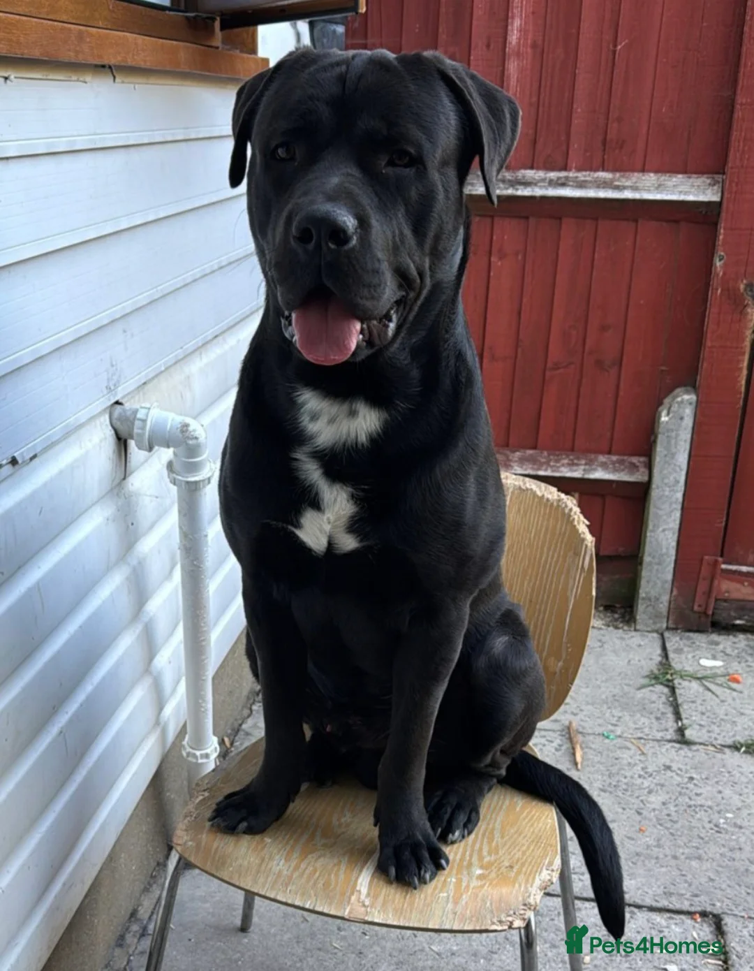 Cane Corso dogs for stud: Chiko - Advert 4