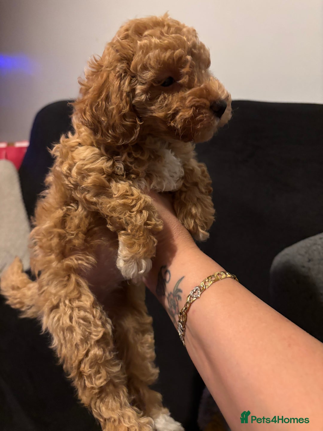 Toy Poodle dogs for sale: Toy puddles  - Advert 8