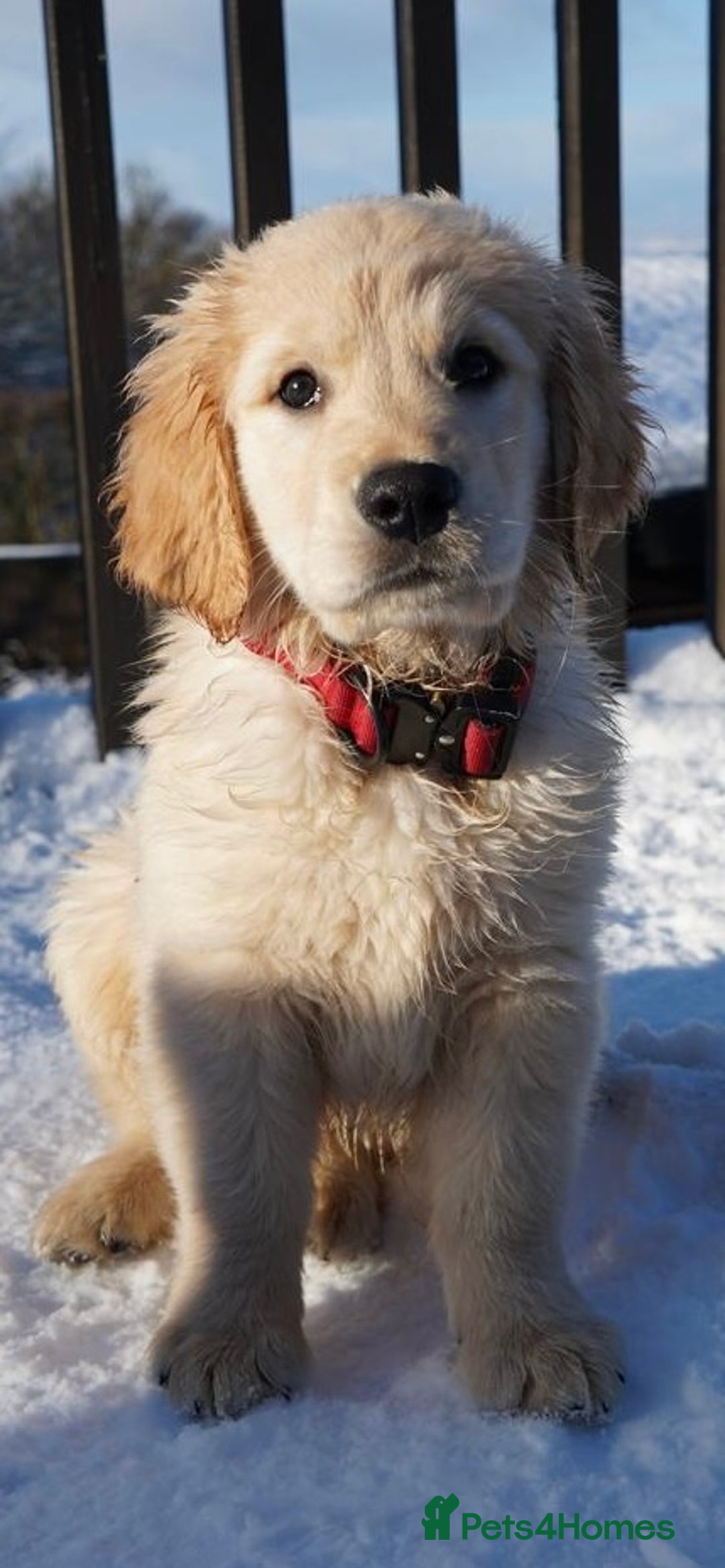 Golden Retriever dogs for sale: KC Fully Trained Golden Retriever Puppies - Advert 7