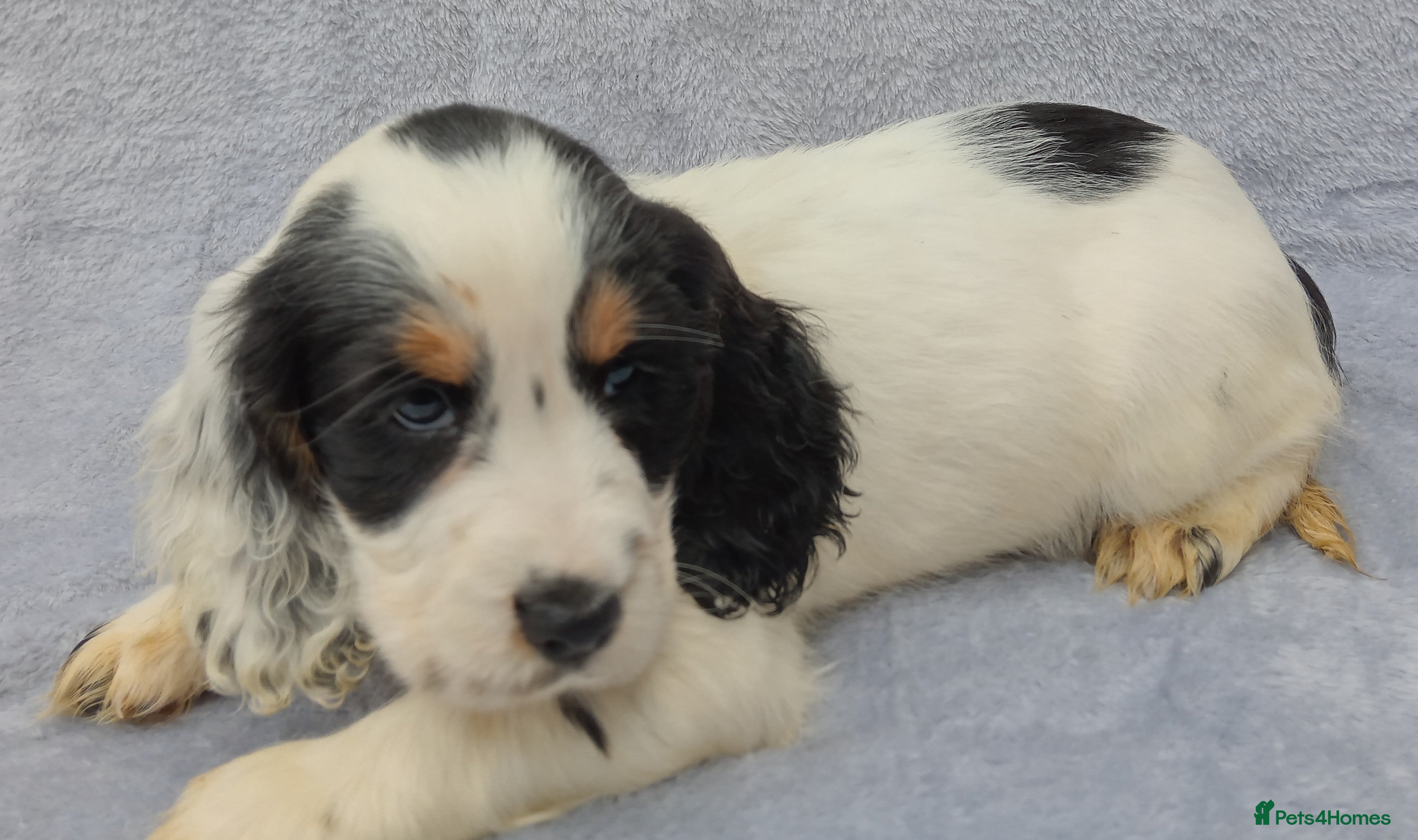 Cocker Spaniel dogs Cocker spaniel puppies. - Advert 15