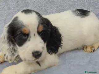 Cocker Spaniel dogs Cocker spaniel puppies. - Advert 15