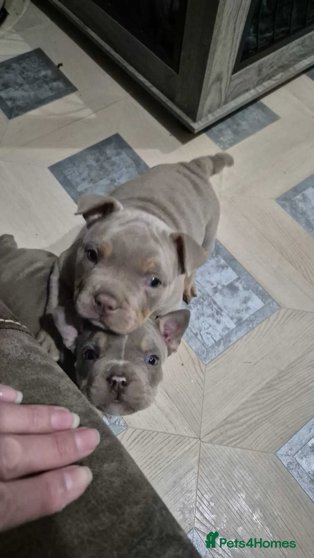 American Bully dogs for sale: 3 female pocket bully puppies  - Advert 2