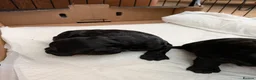 Cockapoo dogs for sale: Black Cockapoo pups with tiny white markings  in Bolton - Advert 14