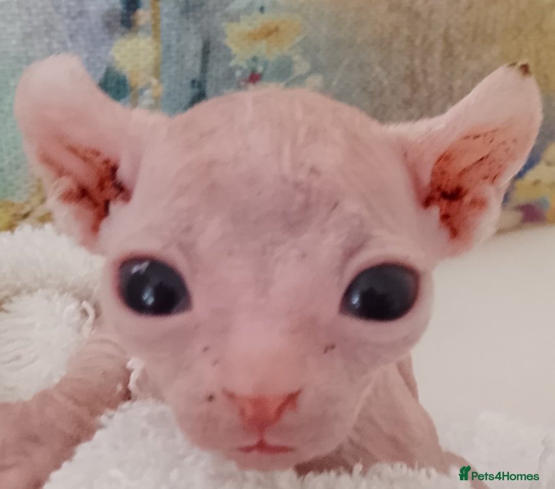 Sphynx cats for sale: Purebred Sphinx available.  - Image 4
