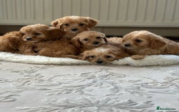 Cavapoo dogs for sale: Apricot Cavapoos - Image 3